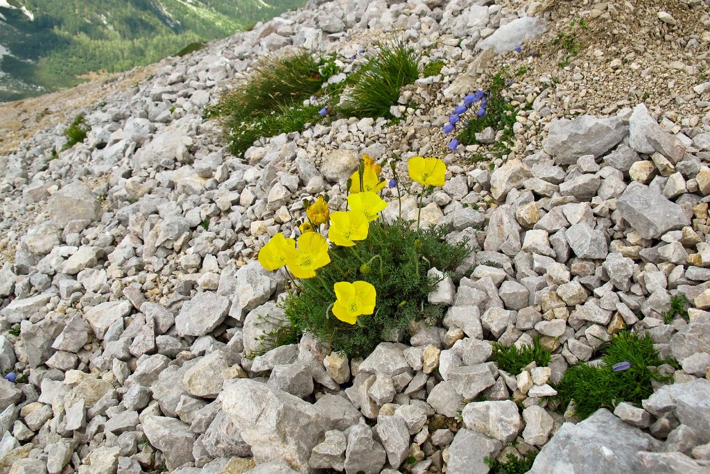 67 und wieder Blumen.jpg